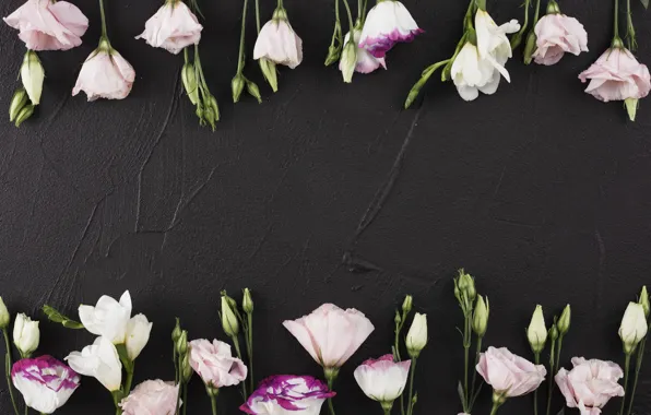 Flowers, black background, pink, flowers, beautiful, romantic, eustoma, eustoma