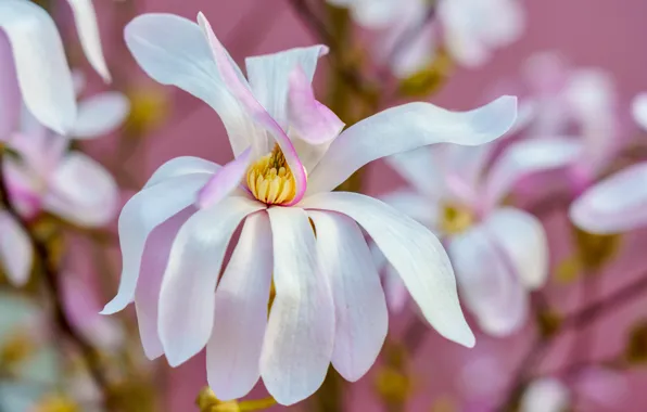 Macro, flowers, branches, spring, petals, white, pink background, flowering