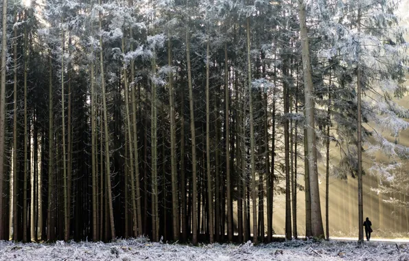 Winter, forest, people, morning