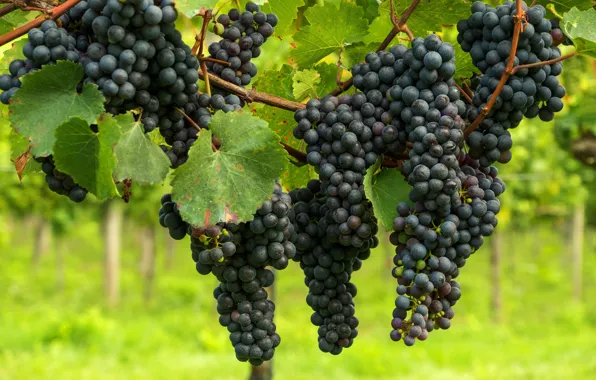 Leaves, blue, black, fruit, grapes, vineyard, bunches, hanging