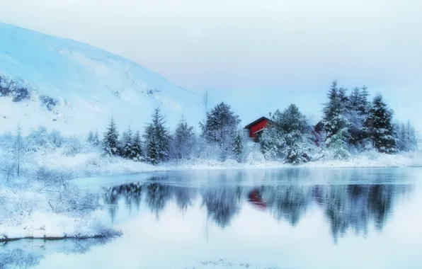 Picture winter, snow, trees, nature, house