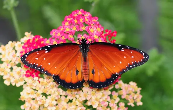Macro, butterfly, wings, beautiful, flowers, flowering, closeup