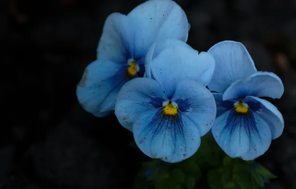 Macro, flowers, blue, Pansy, violet