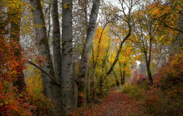 Forest, landscape, nature