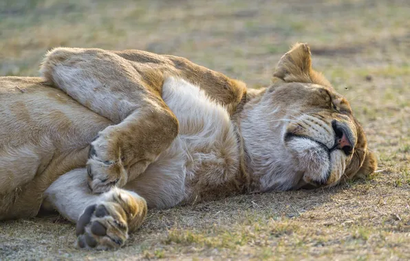 Cat, stay, sleep, lioness, ©Tambako The Jaguar