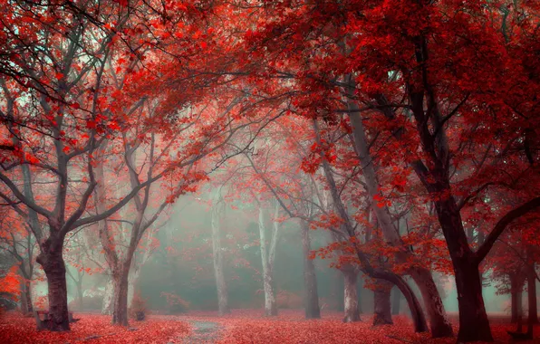 Picture autumn, trees, the city, Park
