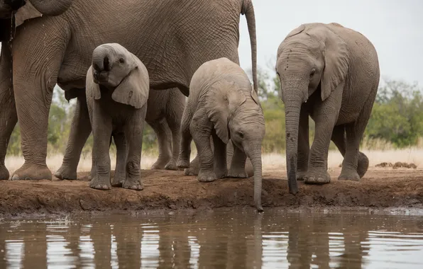 Nature, Africa, elephants