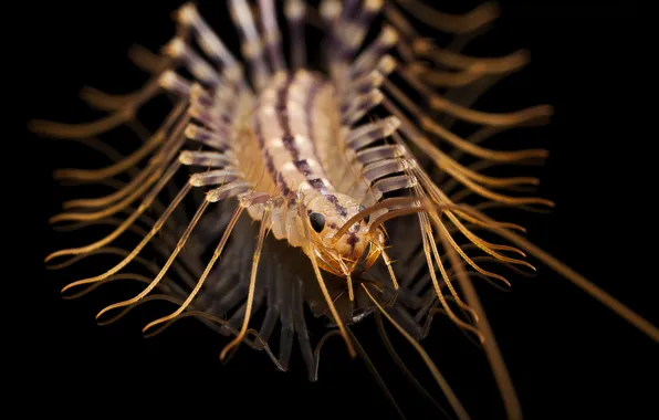 Macro, background, centipede