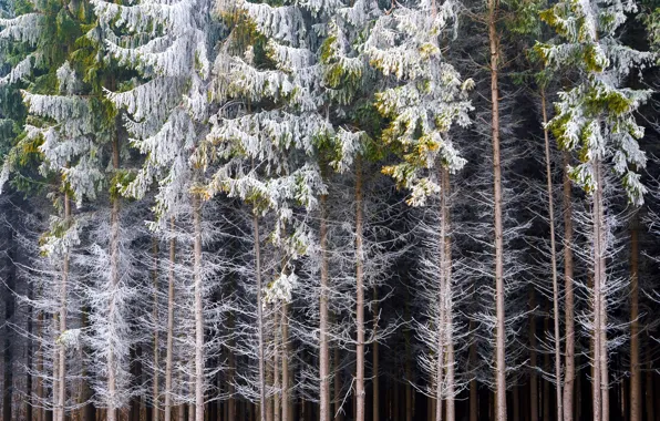Wallpaper trees, forest, nature