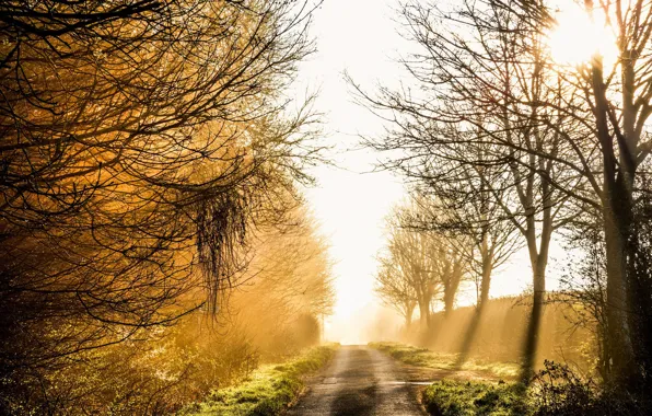Picture road, light, fog, morning