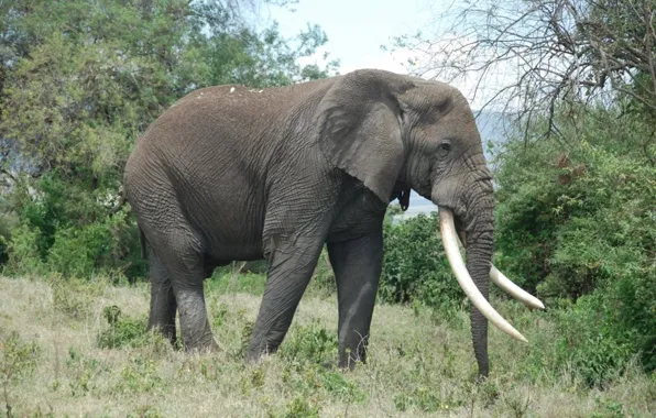 Picture animals, cool, elephant, kenya