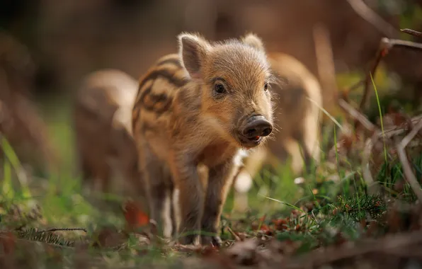 Forest, nature, boar