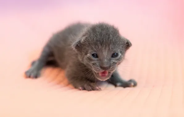 Language, cat, pose, kitty, grey, baby, muzzle, pink background