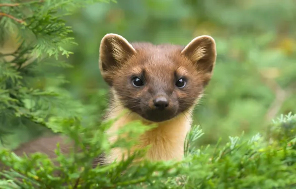 Greens, look, branches, portrait, face, needles, green background, marten