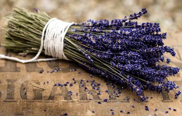 Picture flowers, bouquet, purple, lavender