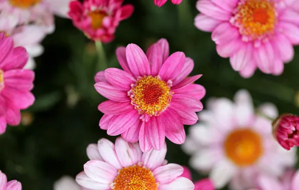 Picture nature, petals, garden, meadow, flowerbed