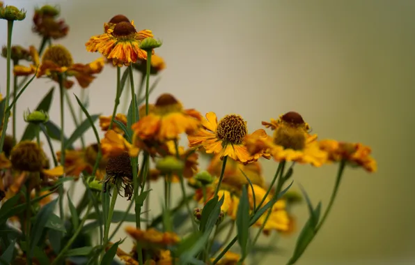 Flowers, background, October, gelenium
