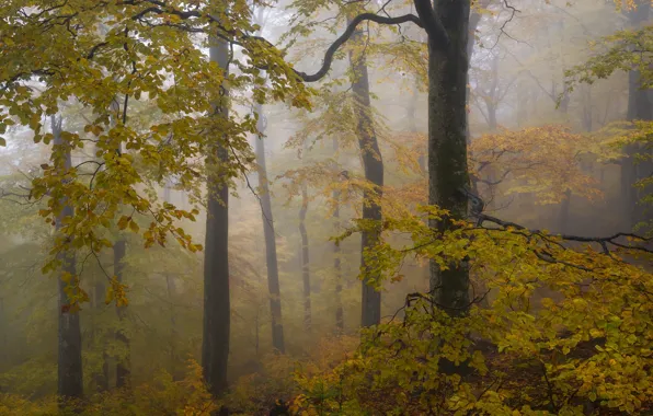 Picture autumn, forest, trees, branches, yellow, nature, fog, foliage