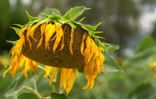 Summer, nature, sunflower