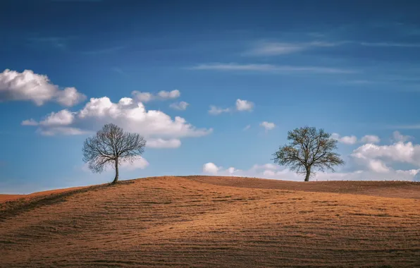 Picture field, the sky, tree