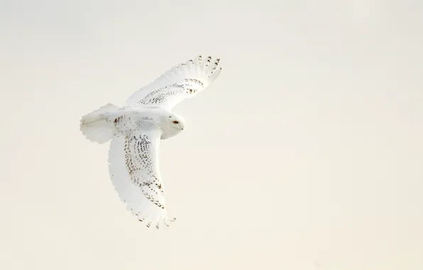 Picture white, wings, snowy owl, open wings