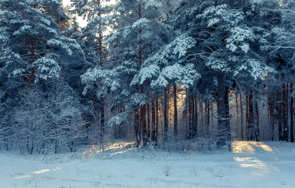 Winter, forest, snow, nature, Russia, Ural