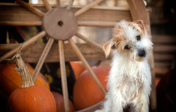 Picture wheel, pumpkin, doggie, dog
