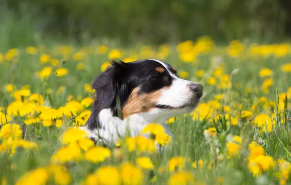 Light, flowers, nature, pose, glade, dog, spring, lies