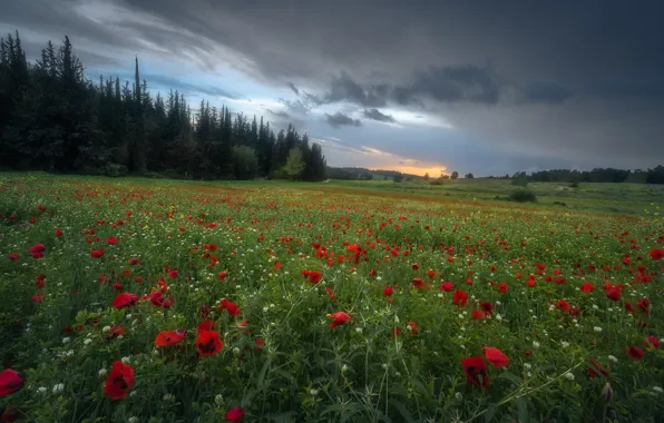 Field, summer, the sky, landscape, flowers, nature, Maki, meadow