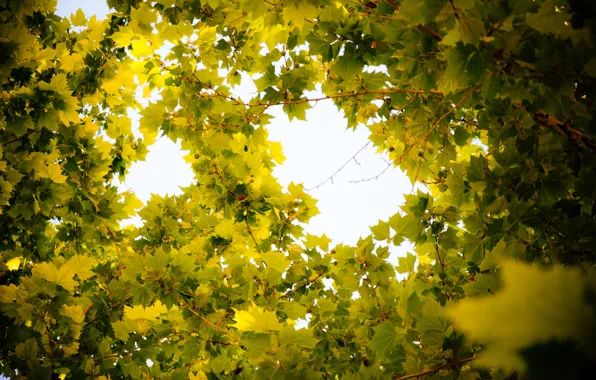 Picture leaves, branches, green