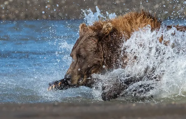 Picture Water, River, Running, Bear, Predator, Squirt, Beast, Grizzly