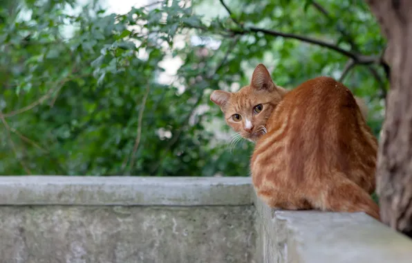 Cat, look, balcony