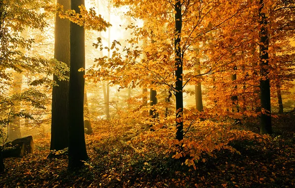 Picture autumn, forest, nature, foliage
