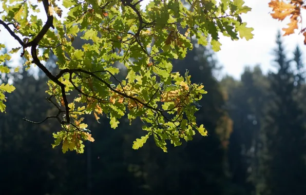 Picture autumn, leaves, the sun, oak