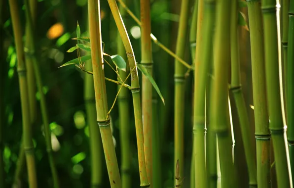 Nature, green, thickets, stems, bamboo, bamboo