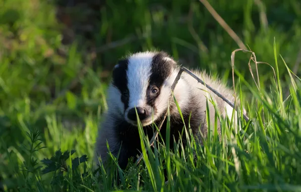 Greens, grass, nature, background, beast, striped, forest, badger