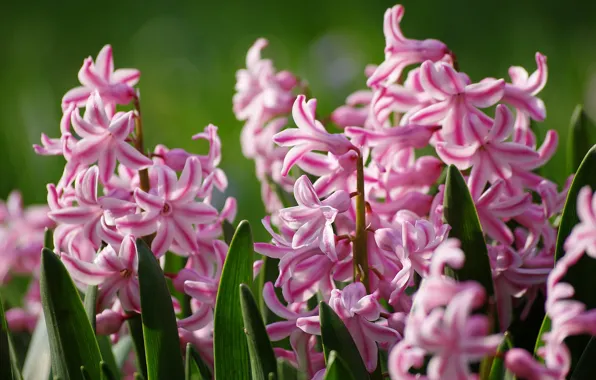 Leaves, macro, pink, inflorescence, Hyacinths