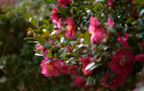 Leaves, light, flowers, branches, Bush, pink, bokeh, Camellia