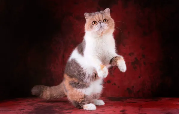 Cat, cat, look, pose, kitty, legs, paws, pers