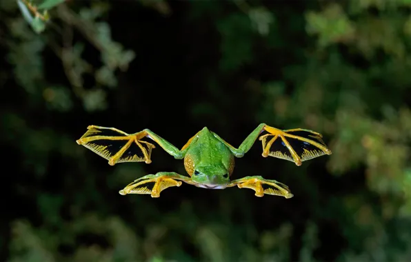 Picture amphibian, carnality veslonogy, flying frog