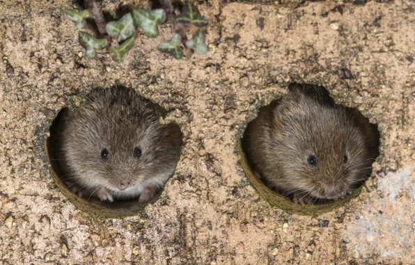 Mouse, crumbs, mink