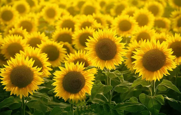 Summer, sunflowers, nature