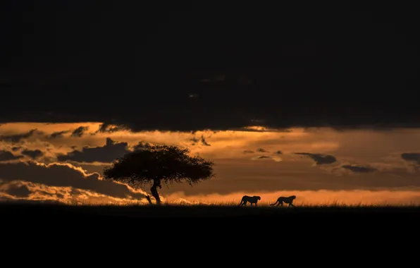 Picture clouds, Savannah, clouds, cheetahs, savannah, cheetahs