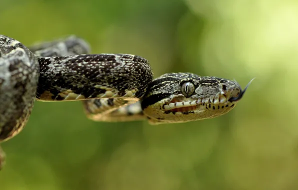 Snake, eyes, lung