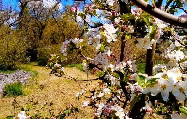 Spring, Road, Apple tree