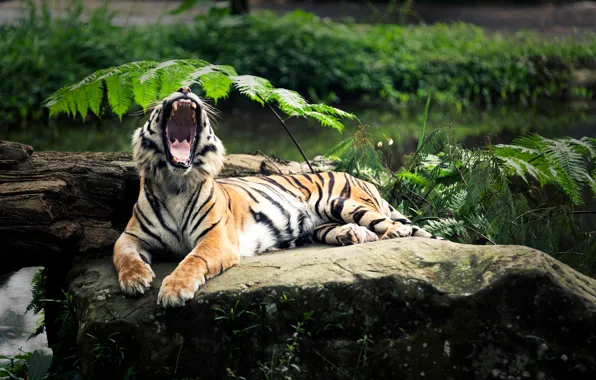Tiger, stay, mouth, yawning