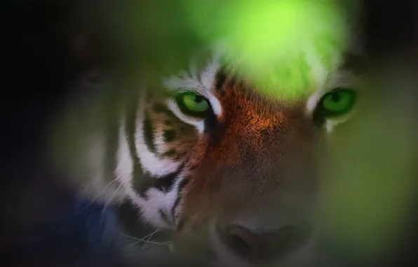 Picture eyes, look, tiger, bokeh, Eye Of The Tiger