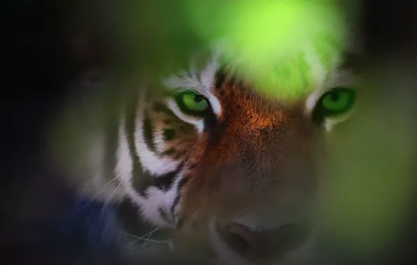 Eyes, look, tiger, bokeh, Eye Of The Tiger