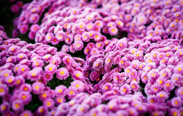 Summer, flowers, garden, pink, flowerbed, chrysanthemum, a lot, lilac