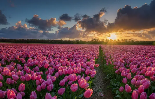 Field, the sky, the sun, clouds, light, trees, sunset, flowers